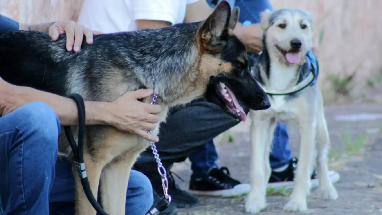Caravana da Saúde Animal terá castração, vacinação e orientações para tutores de pets em Cotia