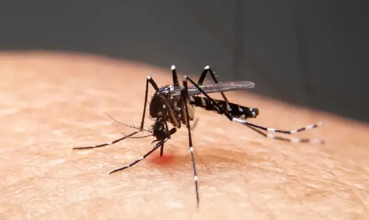 Mudanças climáticas já causam aumento de doenças infecciosas no país