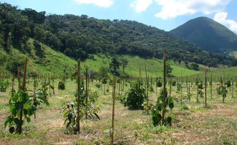 SP estuda nova metodologia para crescimento de árvores nativas e restauração florestal