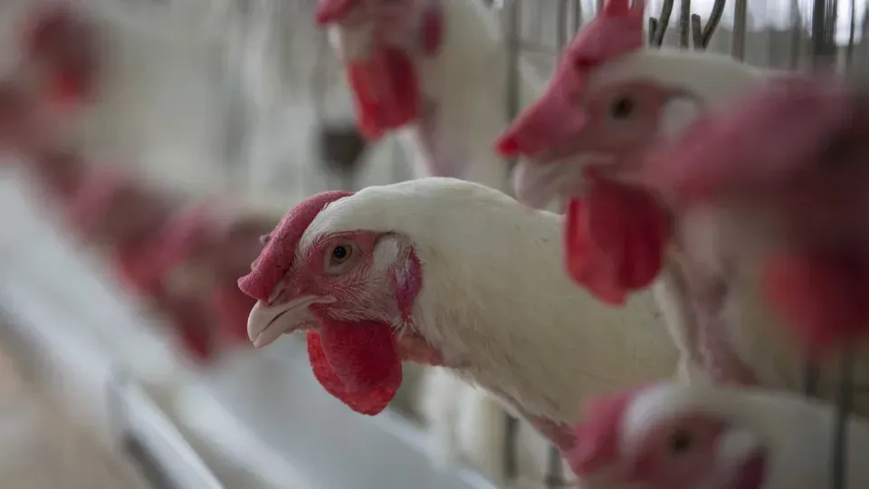 Gripe aviária: Filipinas e Jordânia suspendem importação de carne de aves de todo Brasil