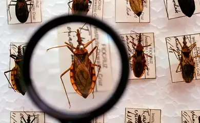 Plano Nacional de Educação é marco para o país, dizem especialistas